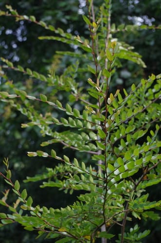 Nothofagus dombeyi — photo