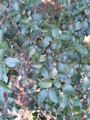 Nothofagus dombeyi — photo