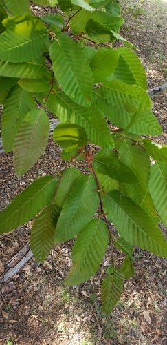 Nothofagus procera
