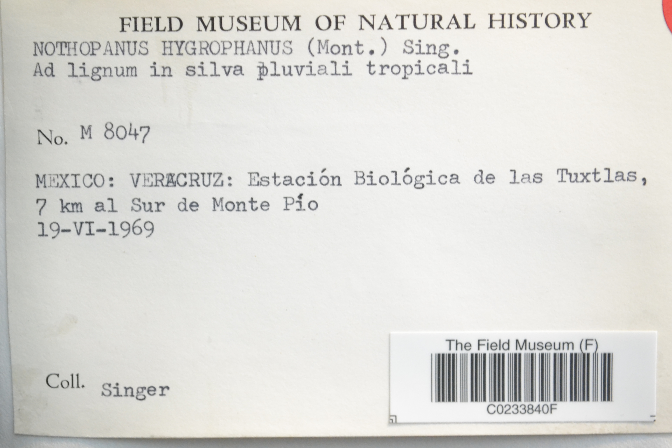 Nothopanus hygrophanus — photo