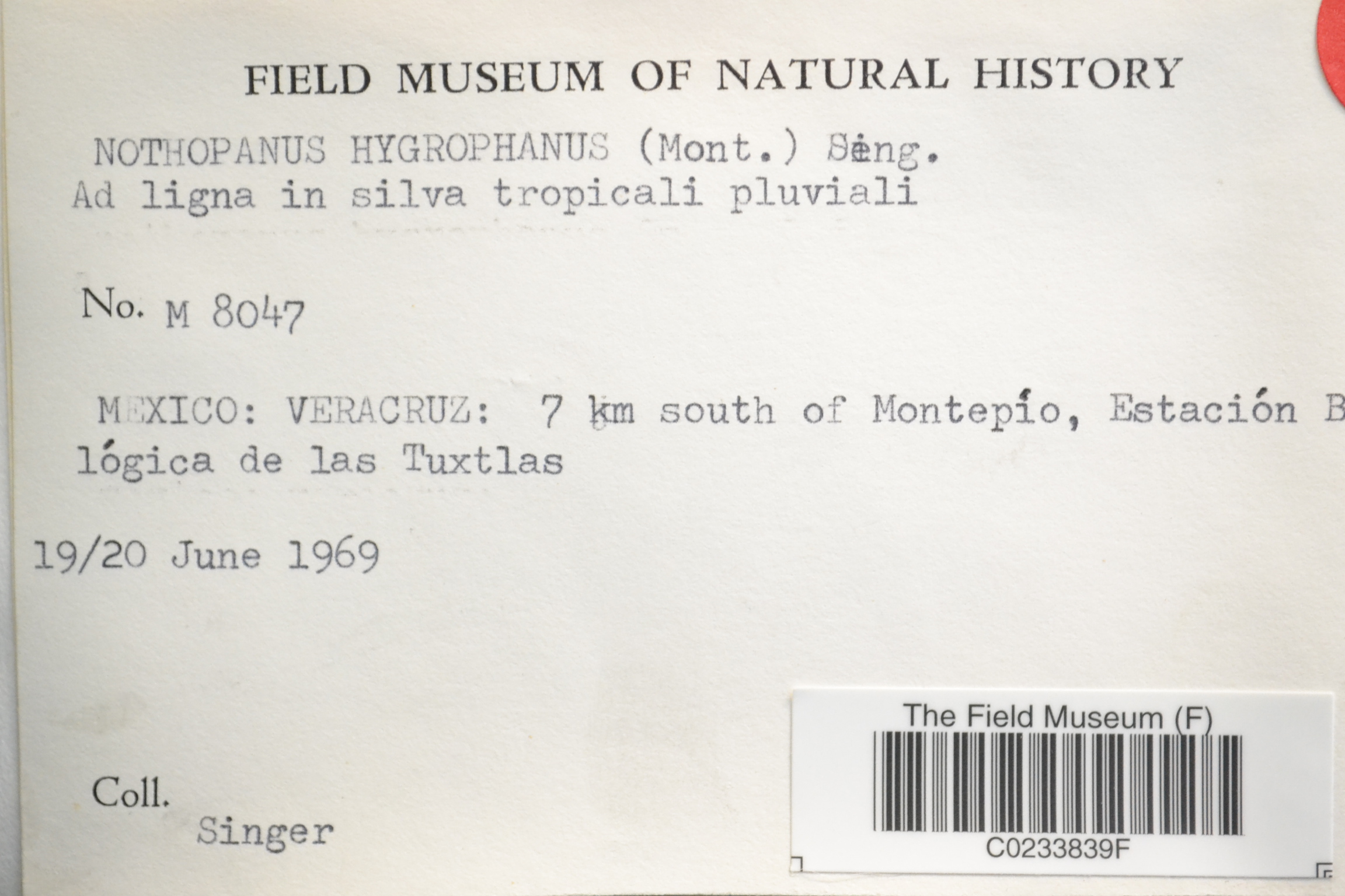Nothopanus hygrophanus — photo