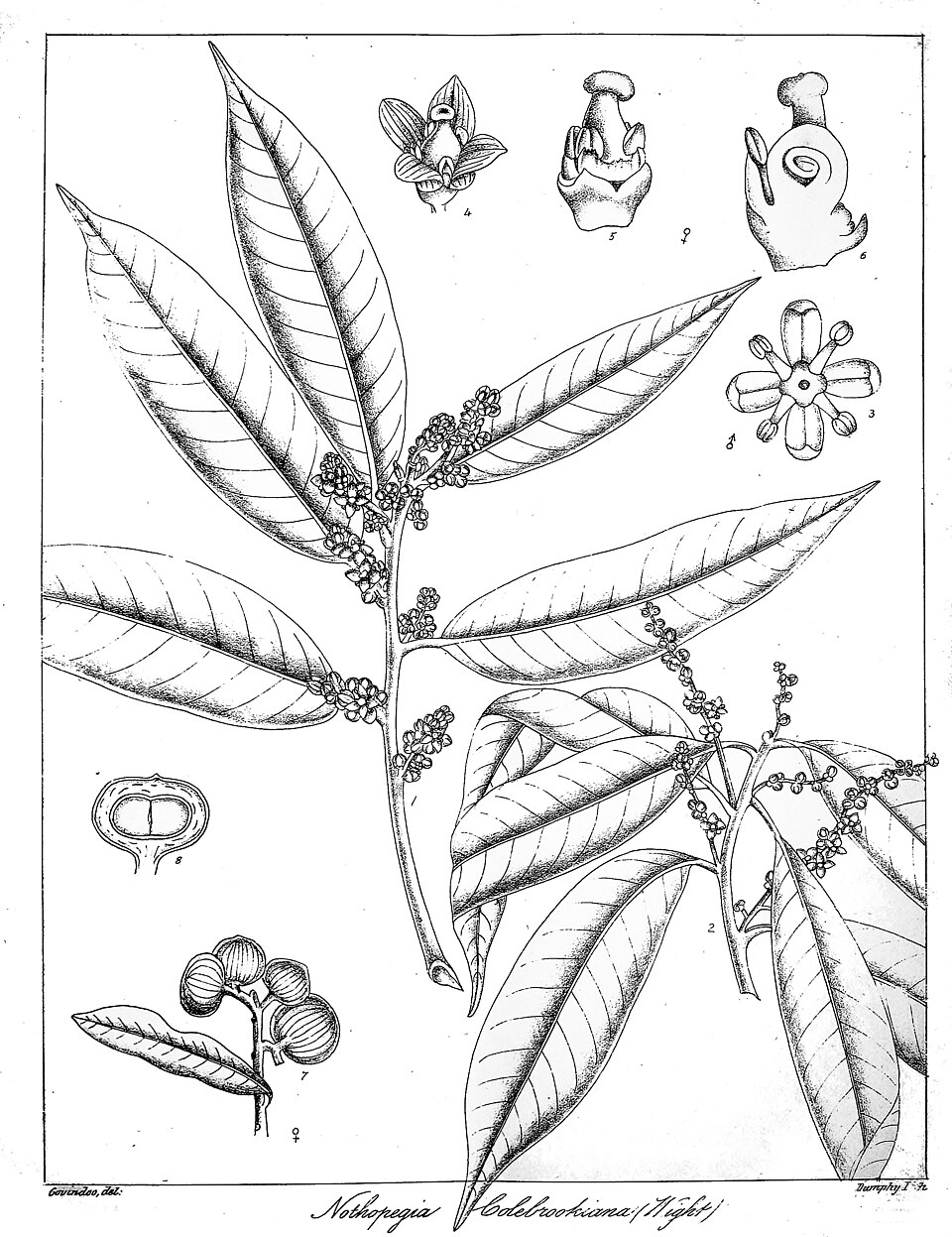 Nothopegia colebrookiana