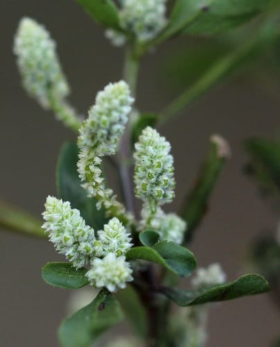 Nothosaerva brachiata — photo
