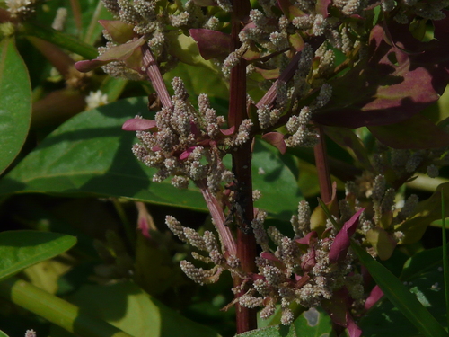 Nothosaerva brachiata