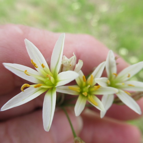 Nothoscordum bivalve (False garlic) — photo