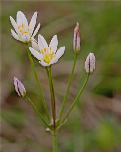 Nothoscordum bivalve (False garlic) — photo