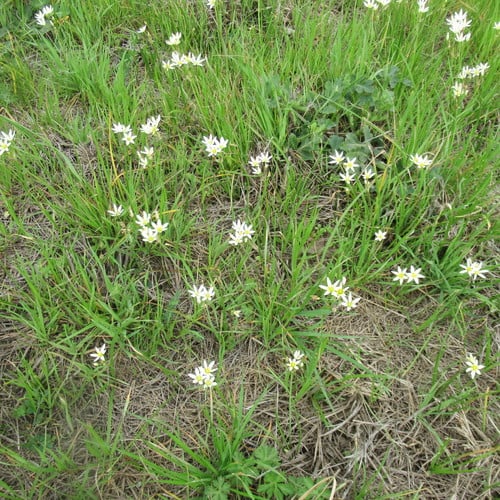 Nothoscordum bivalve