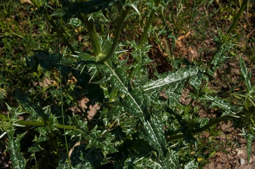 Notobasis syriaca (Syrian thistle) — photo