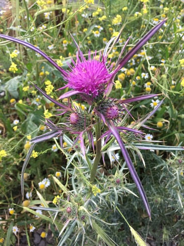 Notobasis syriaca