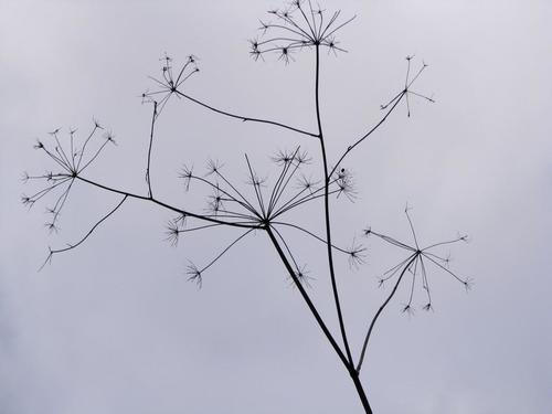Notobubon gummiferum (Dronkwortel) — photo