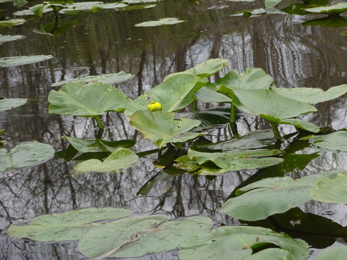 Nuphar advena (Yellow pond lily) — photo