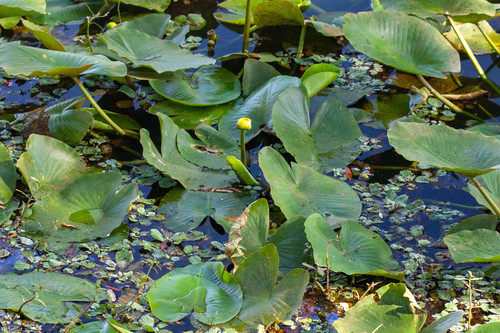 Nuphar advena (Yellow pond lily) — photo