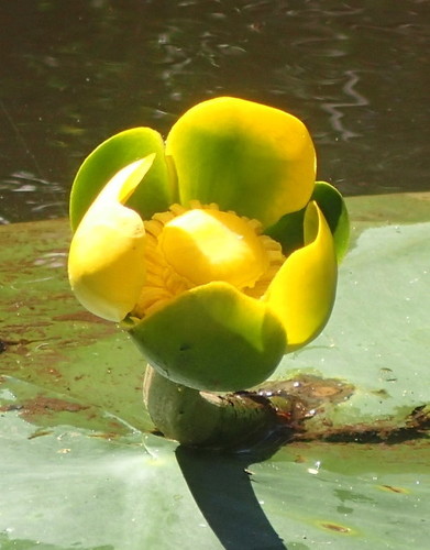 Nuphar advena