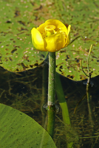 Nuphar lutea subsp. advena (Yellow pondlily) — photo