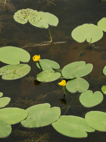 Nuphar lutea subsp. advena (Yellow pondlily) — photo