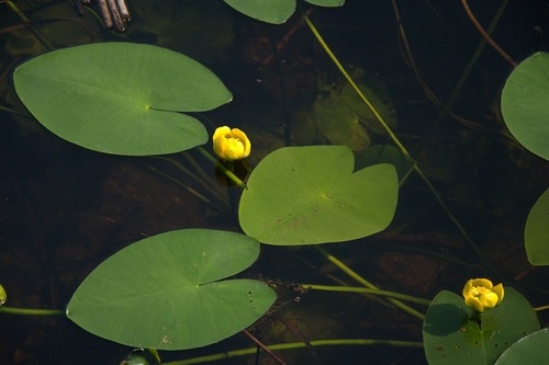 Nuphar lutea subsp. advena