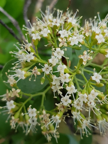 Nuxia congesta (Common wild elder) — photo
