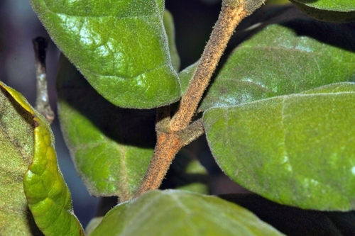 Nuxia congesta (Common wild elder) — photo