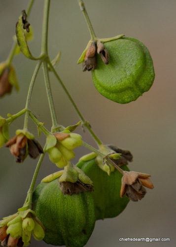 Nyctanthes arbor-tristis (Tree of sadness) — photo
