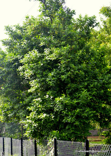 Nyctanthes arbor-tristis (Tree of sadness) — photo