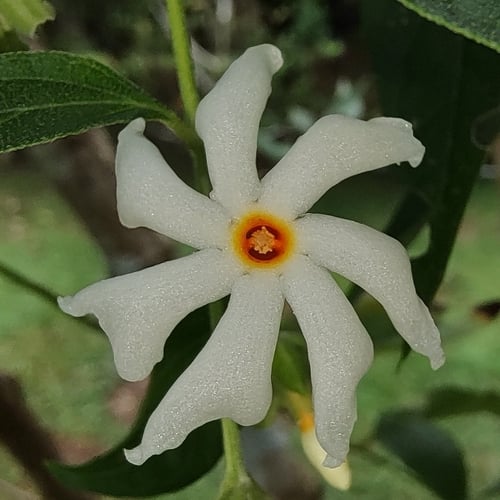 Nyctanthes arbor-tristis