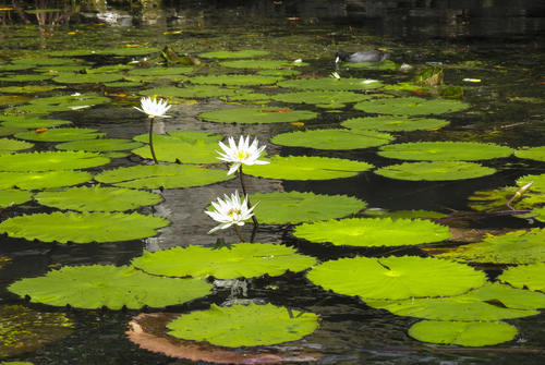Nymphaea ampla — photo