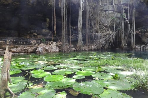 Nymphaea ampla — photo