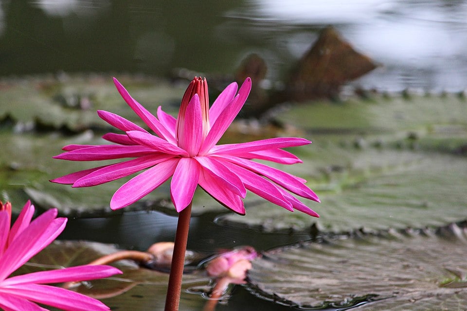 Nymphaea edulis (Red water lily) — photo