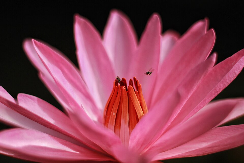 Nymphaea edulis