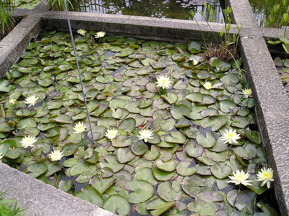 Nymphaea flava