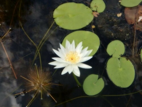 Nymphaea hastifolia — photo