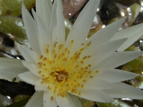 Nymphaea hastifolia — photo
