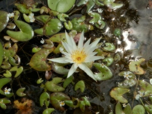 Nymphaea hastifolia