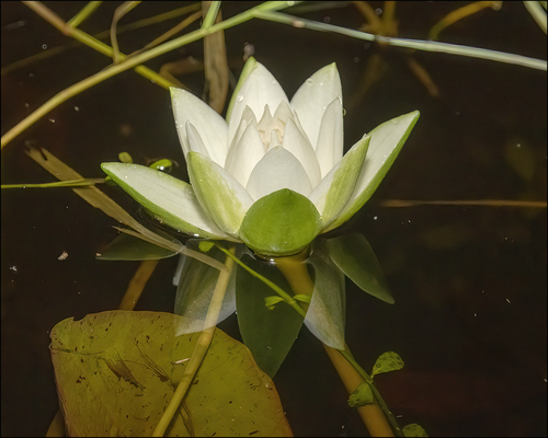 Nymphaea jamesoniana — photo
