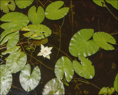Nymphaea jamesoniana — photo