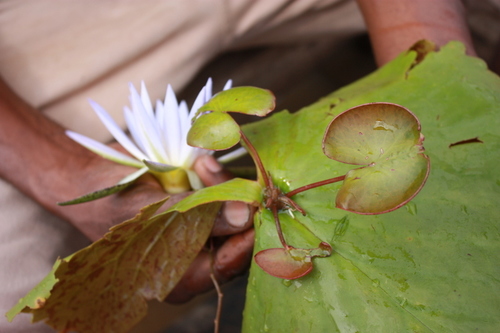 Nymphaea micrantha (Buragurudja) — photo