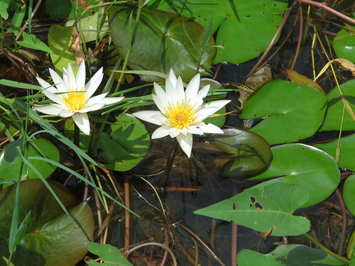 Nymphaea micrantha (Buragurudja) — photo