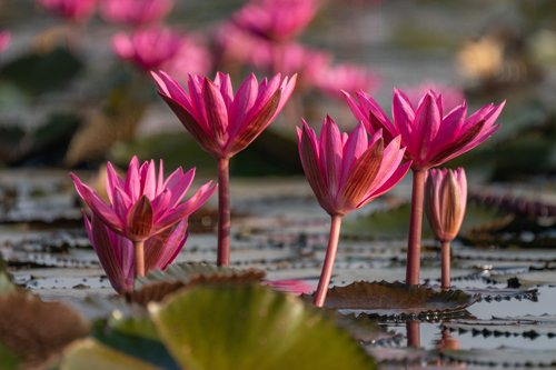 Nymphaea rubra (Indian red water-lily) — photo
