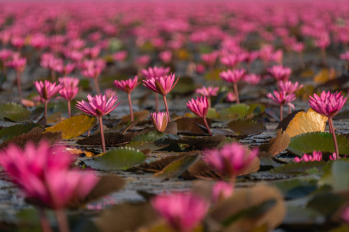Nymphaea rubra (Indian red water-lily) — photo