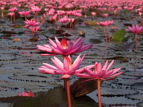 Nymphaea rubra