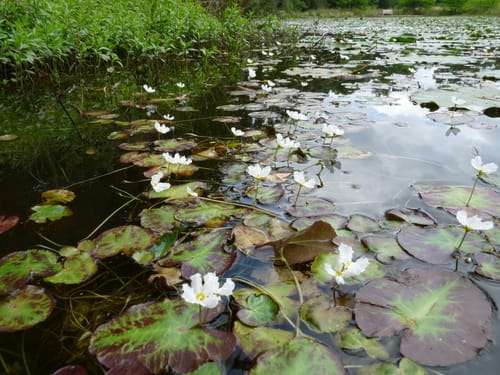 Nymphoides cristata (White water snowflake) — photo