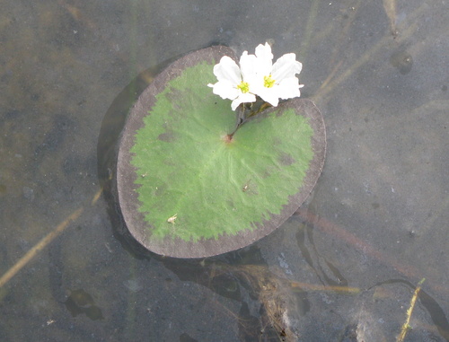 Nymphoides cristata