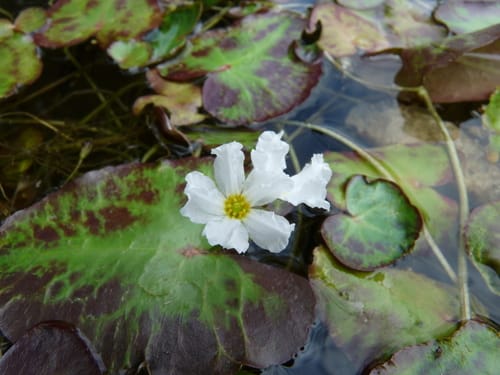 Nymphoides cristata (White water snowflake) — photo