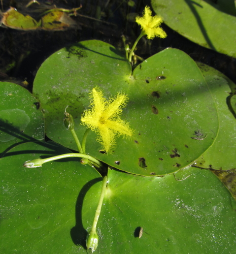 Nymphoides forbesiana