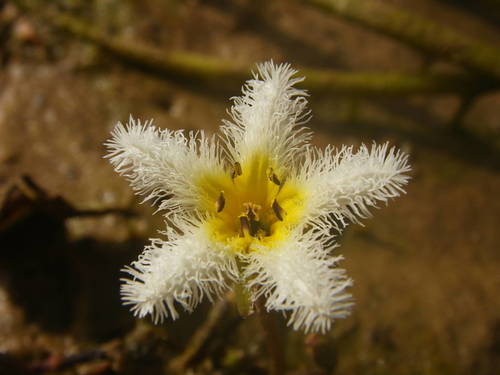 Nymphoides indica (Water snowflake) — photo