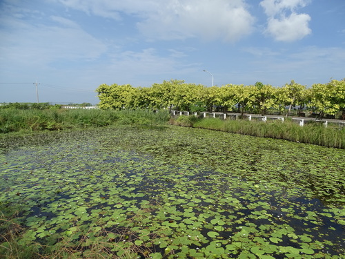 Nymphoides indica (Water snowflake) — photo