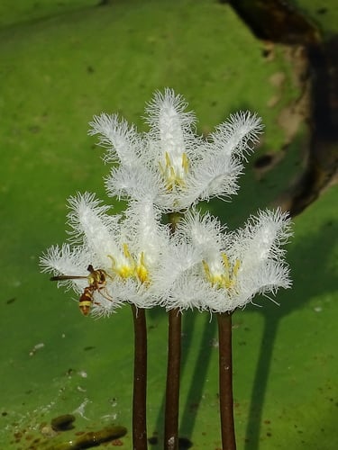 Menyanthaceae