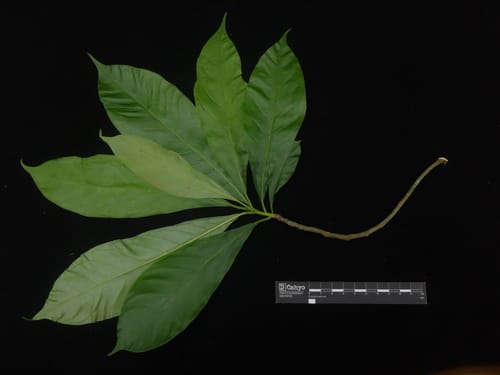 Nyssa javanica (South China sour gum) — photo