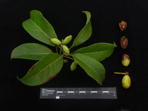 Nyssa javanica
