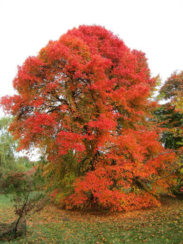 Nyssa sylvatica var. biflora (Black gum) — photo
